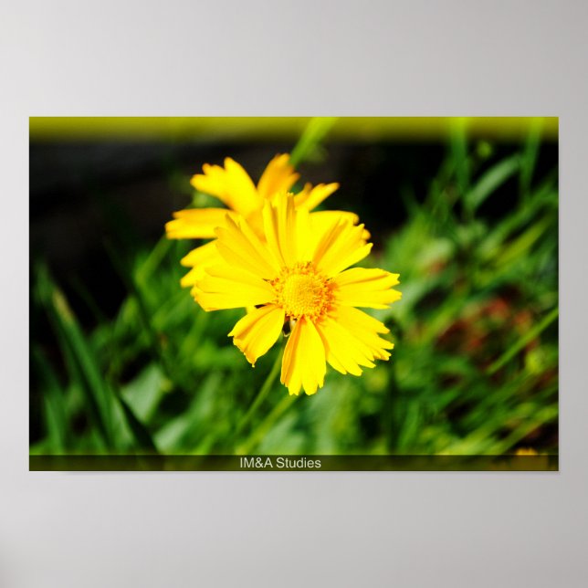 Affiche 2 Fleurs Jaunes (Devant)