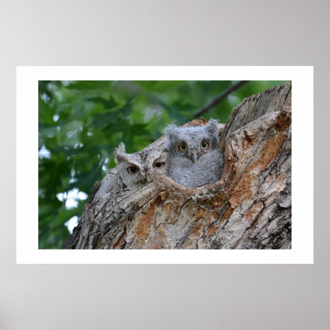 Affiche 2 petits oiseaux ludiques (Devant)