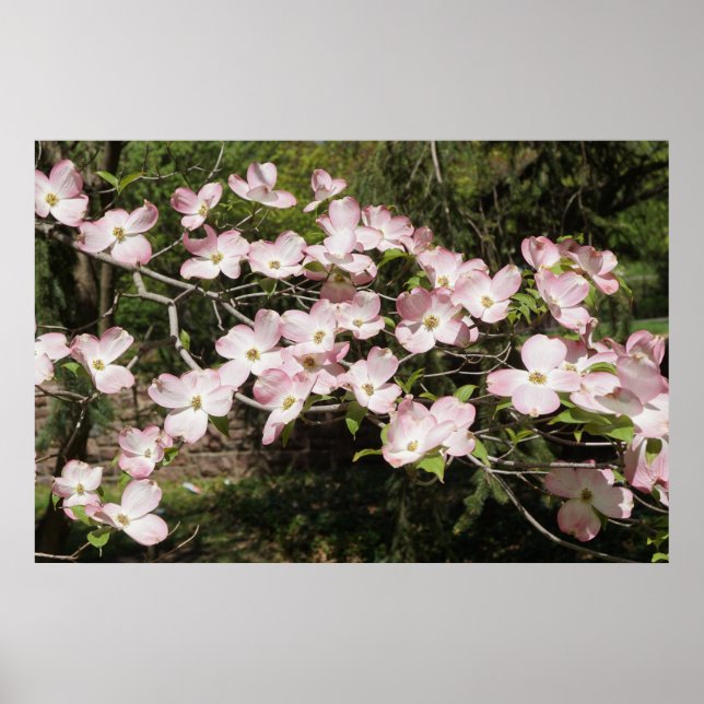 Affiche 36"x24" Pink Dogwood (Devant)