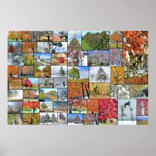 Affiche 36 x 24 de collage d'arbres
