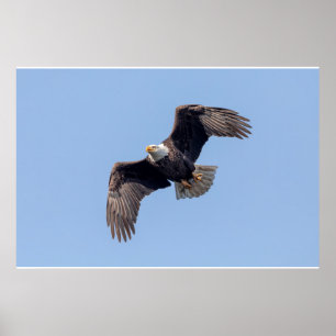 Affiche 36x24 Eagle chauve en vol