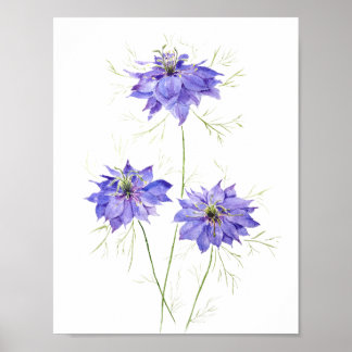Affiche 3 fleurs de fleur de nigelle violet bleu fleur sau