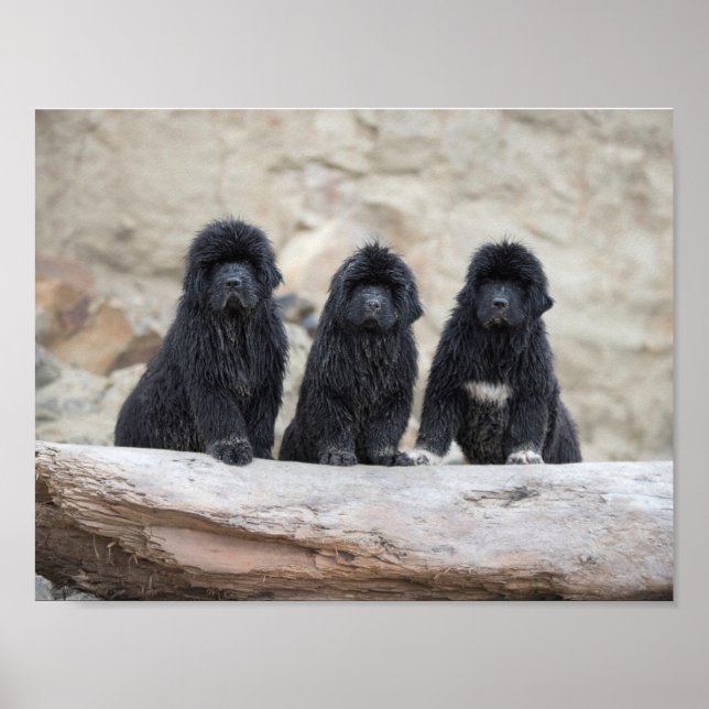 affiche 3 petits Terre-Neuve (Devant)