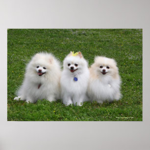 Affiche 3 Pomeranians Sitting