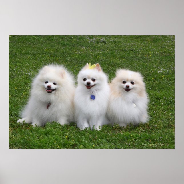 Affiche 3 Pomeranians Sitting (Devant)