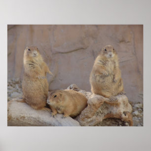 Affiche 3 Rascals