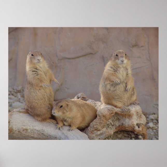 Affiche 3 Rascals (Devant)