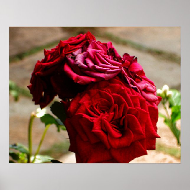 Affiche 3 Roses dans l'affiche Bloom (Devant)