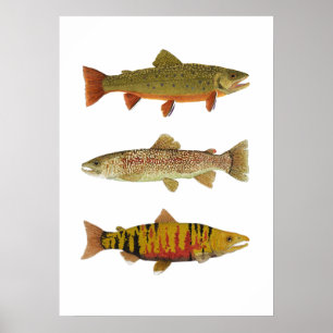 Affiche 3 Trout & Saumon Art