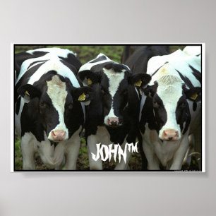 Affiche 3 vaches