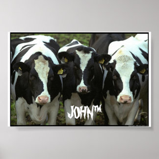 Affiche 3 vaches