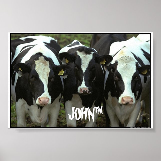 Affiche 3 vaches (Devant)