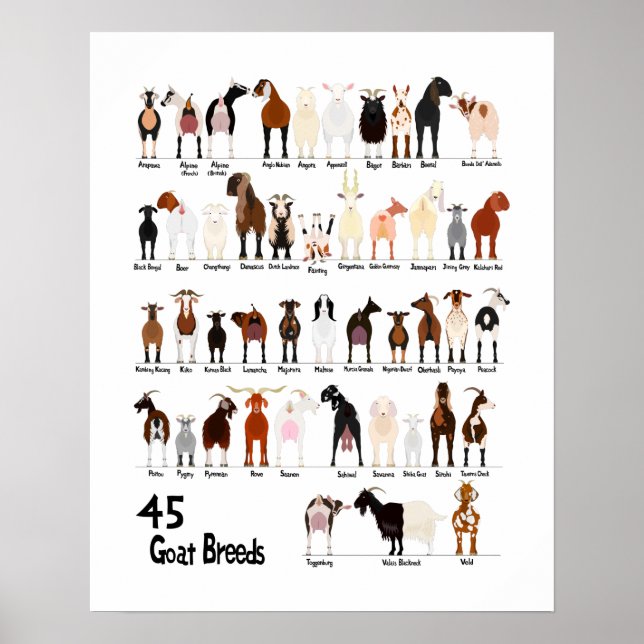 Affiche 45 breeds of goats chart (Devant)