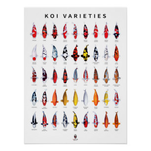 Affiche 45 Types de Koi