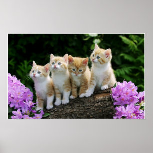 Affiche 4 chatons jaunes