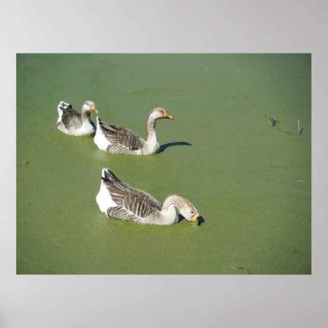 Affiche 4 mars_Canards de marais #2 (Devant)