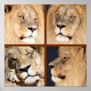Affiche 4 Visages du Lion