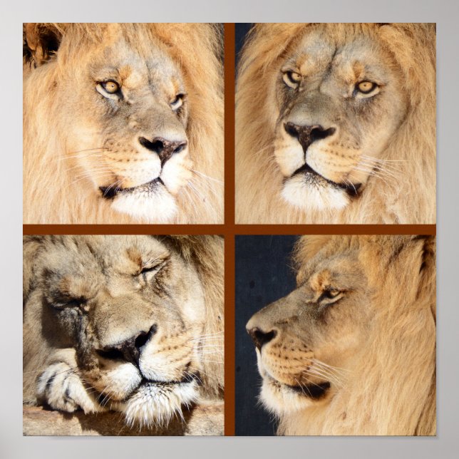 Affiche 4 Visages du Lion (Devant)