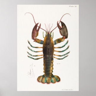 Affiche 52 53 homard américain (Homarus americanus) de