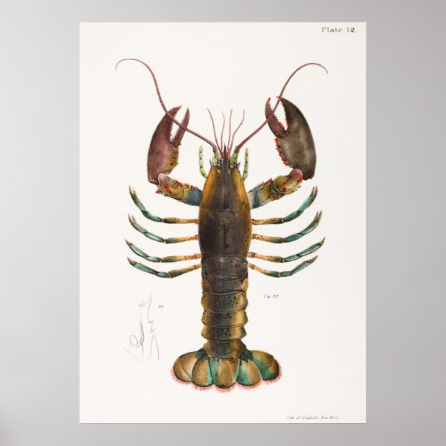 Affiche 52 53 homard américain (Homarus americanus) de (Devant)