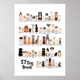 affiche 57 races de chiens