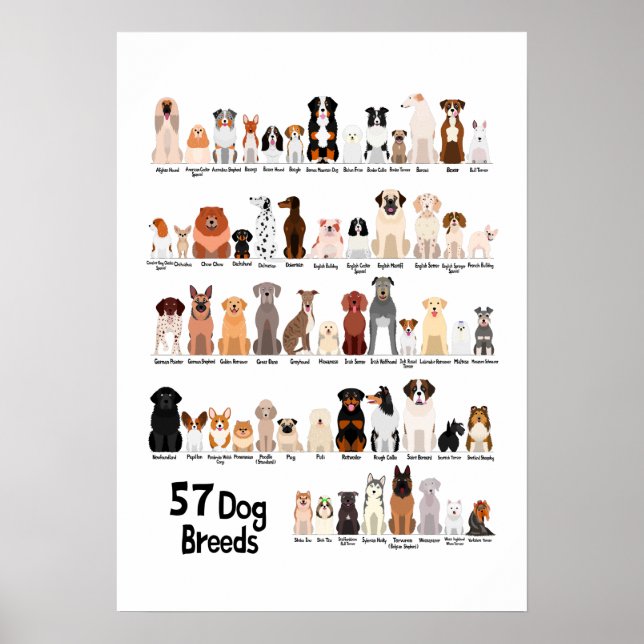 affiche 57 races de chiens (Devant)