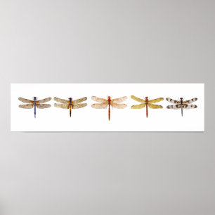 Affiche 5 libellules