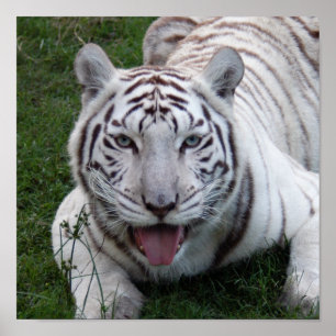 Affiche 8,5 x 8,5 Poster/Modèle d'impression