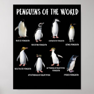 Affiche 8 Rares pingouins du monde Animaux amusants