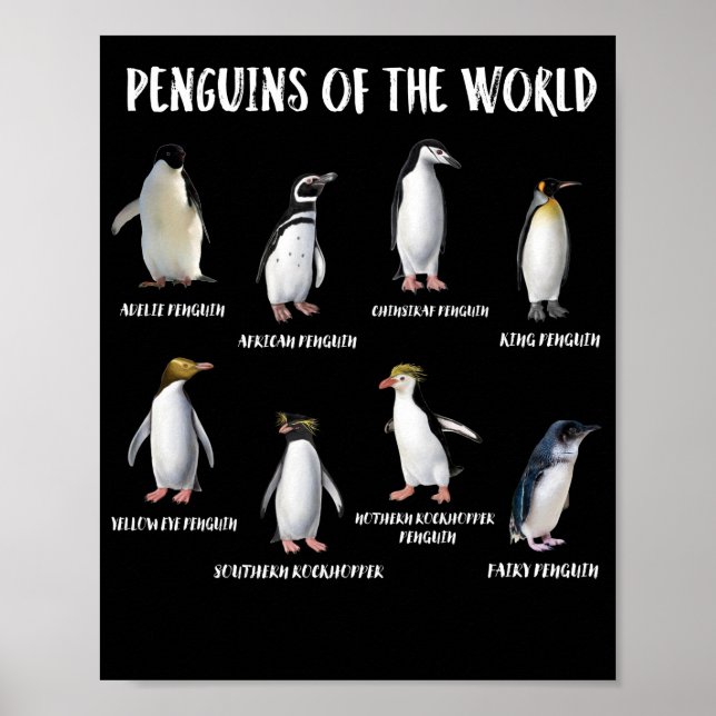 Affiche 8 Rares pingouins du monde Animaux amusants (Devant)