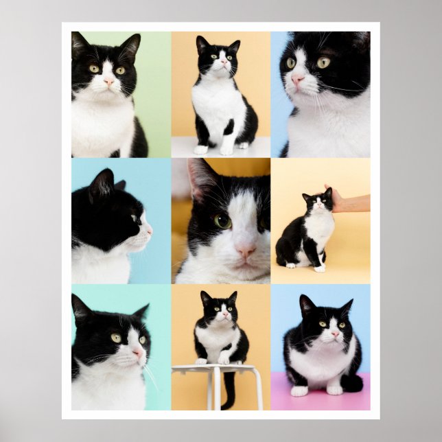 Affiche 9 Photo Moderne Collage Chat Chien (Devant)