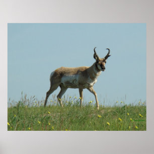 Affiche A10 Pronghorn Antelope et Fleur sauvage