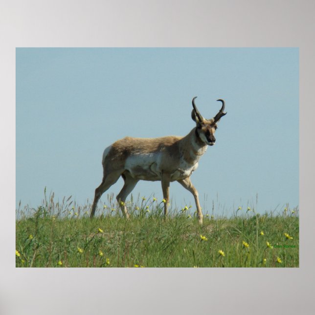 Affiche A10 Pronghorn Antelope et Fleur sauvage (Devant)