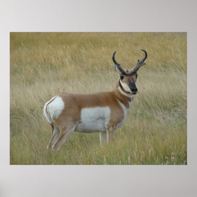 Affiche A1 Pronghorn Antelope Big Buck (Devant)