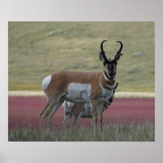 Affiche A24 Pronghorn Antelope (Devant)
