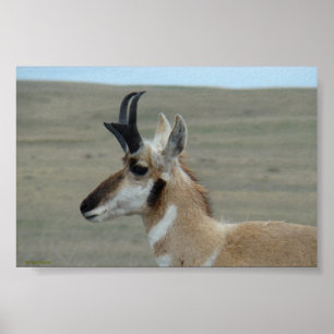 Affiche A29 Pronghorn Antelope Young Buck Head Profile