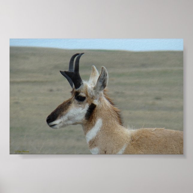 Affiche A29 Pronghorn Antelope Young Buck Head Profile (Devant)
