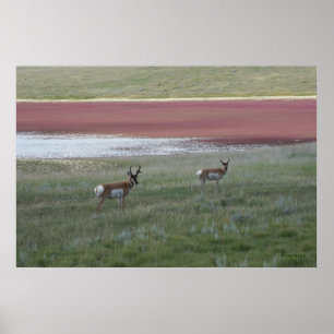 Affiche A2 Pronghorn Antelope