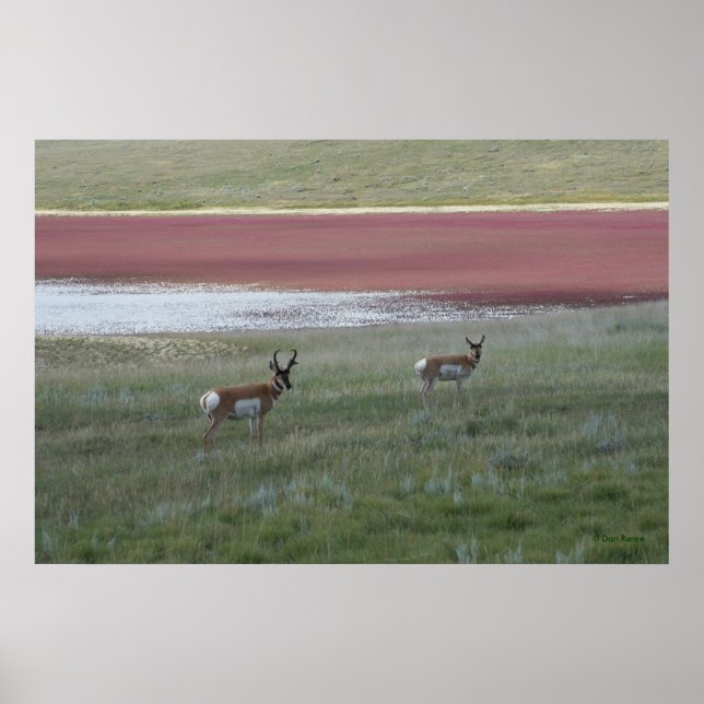 Affiche A2 Pronghorn Antelope (Devant)