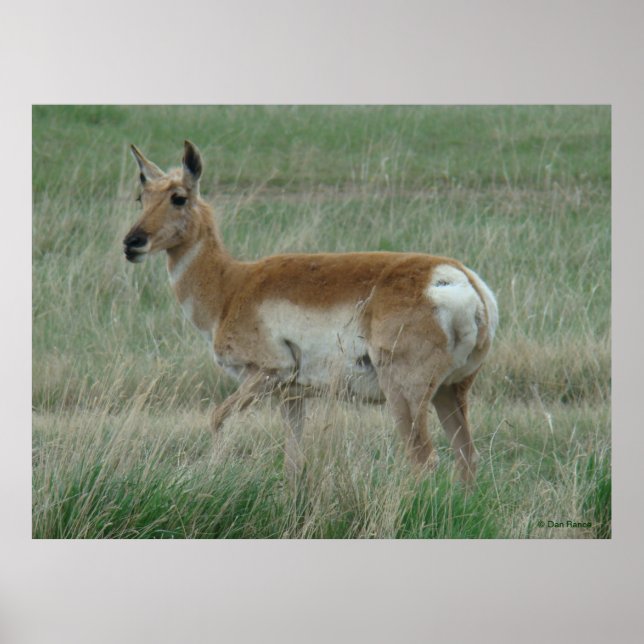 Affiche A31 Pronghorn Antelope Doe (Devant)