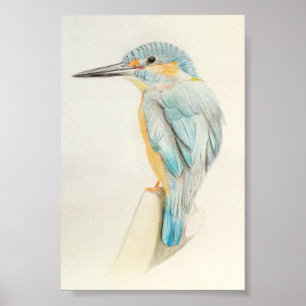 Affiche A4 Beau dessin au crayon de Martin-pêcheur Imprime