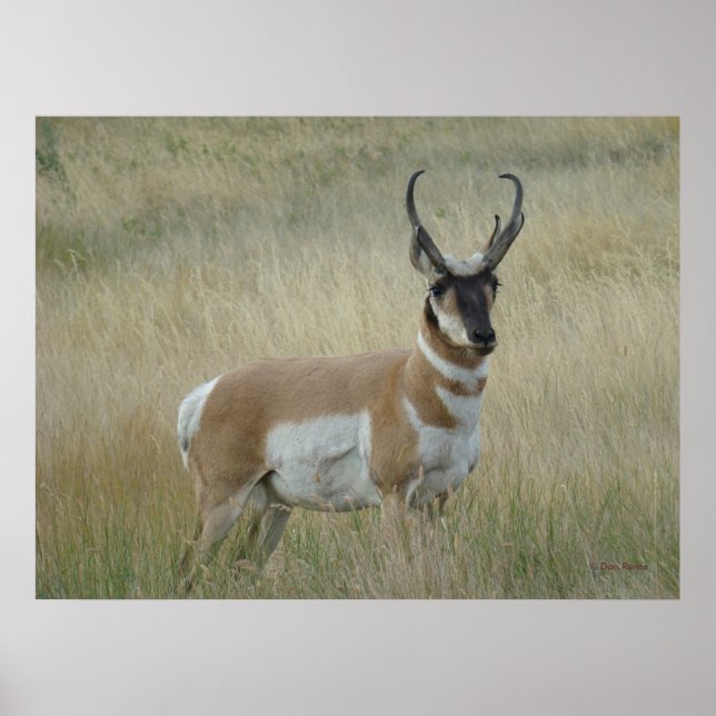 Affiche A8 Pronghorn Antelope Big Buck (Devant)