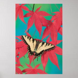 Affiche A Canadian Tiger Swallowtail Butterfly