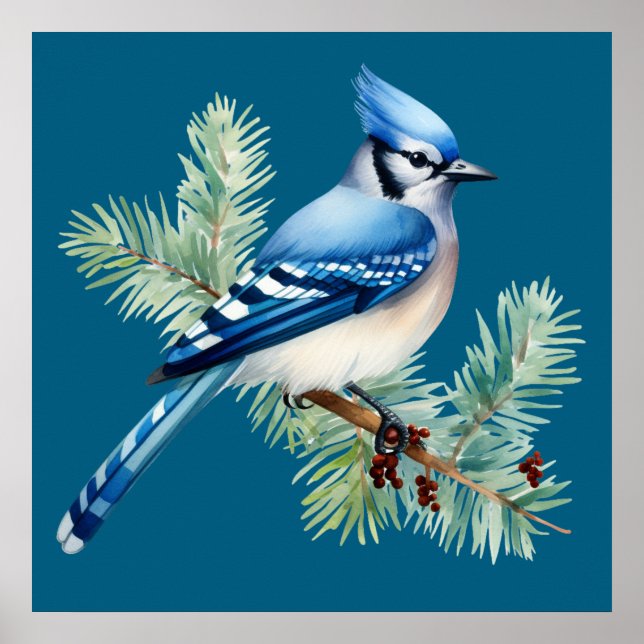 Affiche A Cute Blue Jay  (Devant)