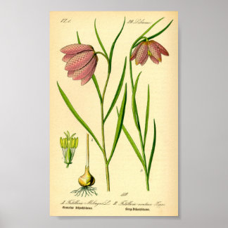 Affiche à damiers (Fritillaria meleagris)