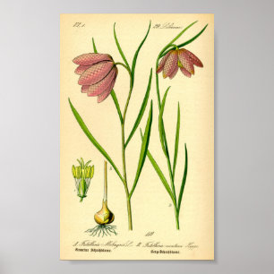 Affiche à damiers Lily (Fritillaria meleagris)