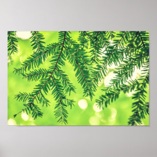 Affiche À feuillage persistant Nature Pine Trees Green Pos