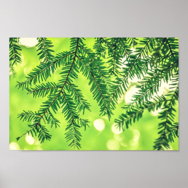 Affiche À feuillage persistant Nature Pine Trees Green Pos (Devant)
