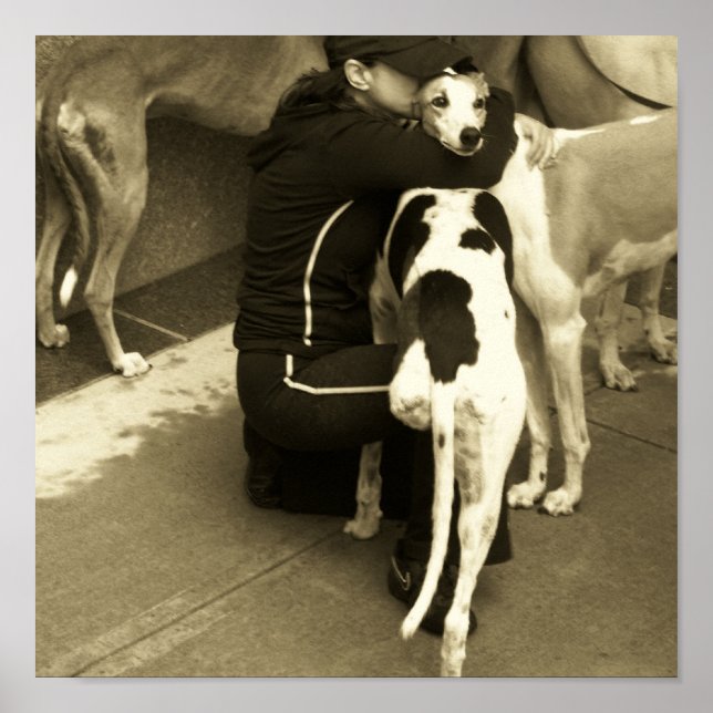 Affiche a greyhound with three legs (Devant)