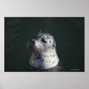 Affiche A harbor seal